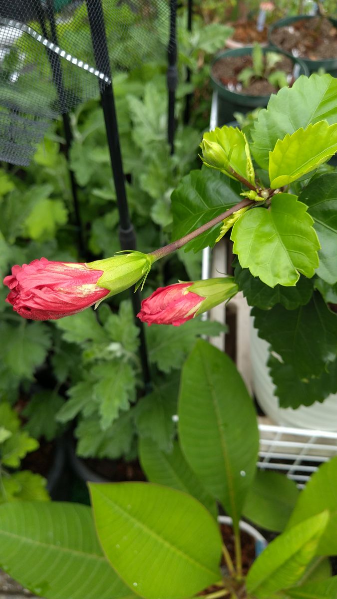 皆さんこんにちは。
八重のハイビスカスです。
今年の花は花弁...