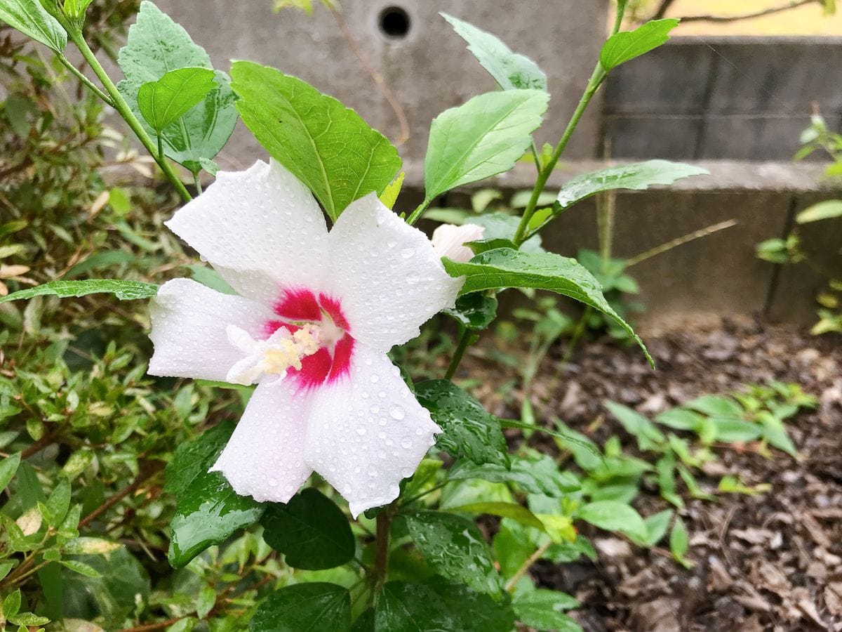 雑草だと思ってた株に、こんな花が咲いていました。
なんの花で...