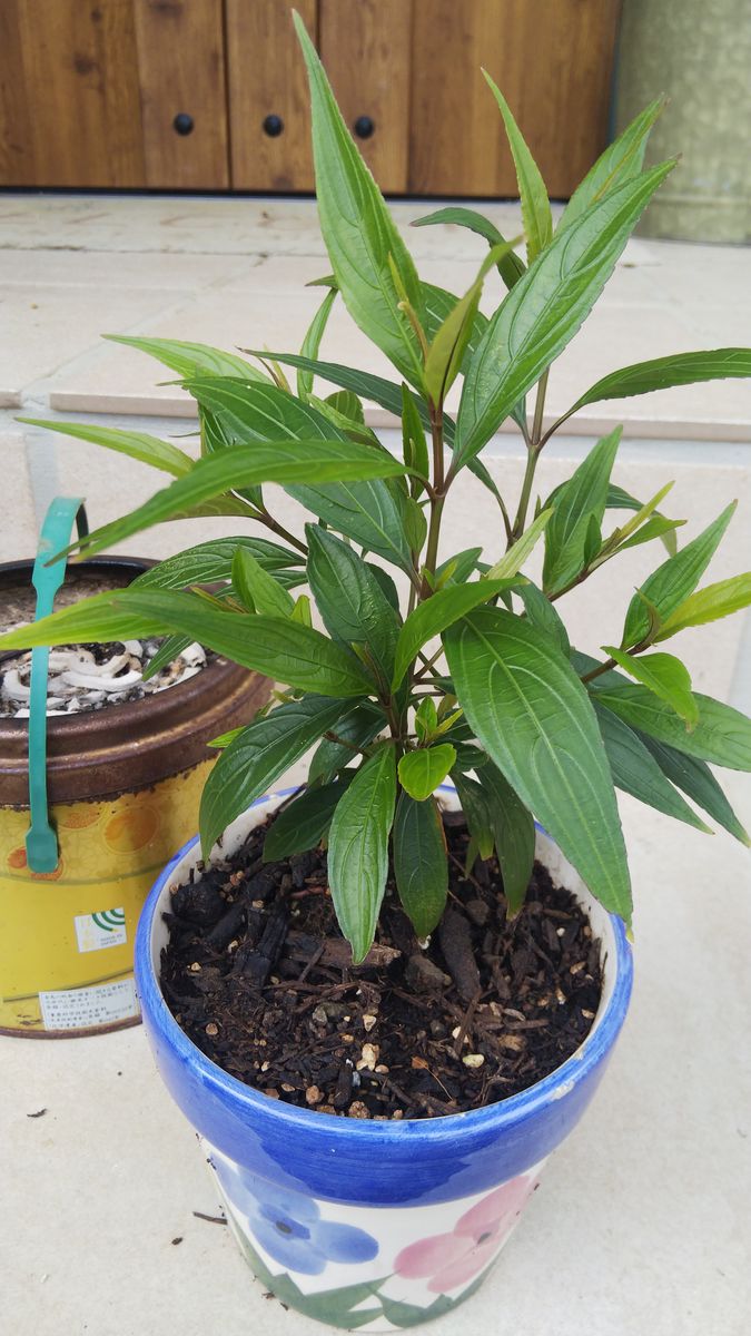 この植物は何でしょうか。
枯れた寄せ植えの鉢から芽吹いてきま...