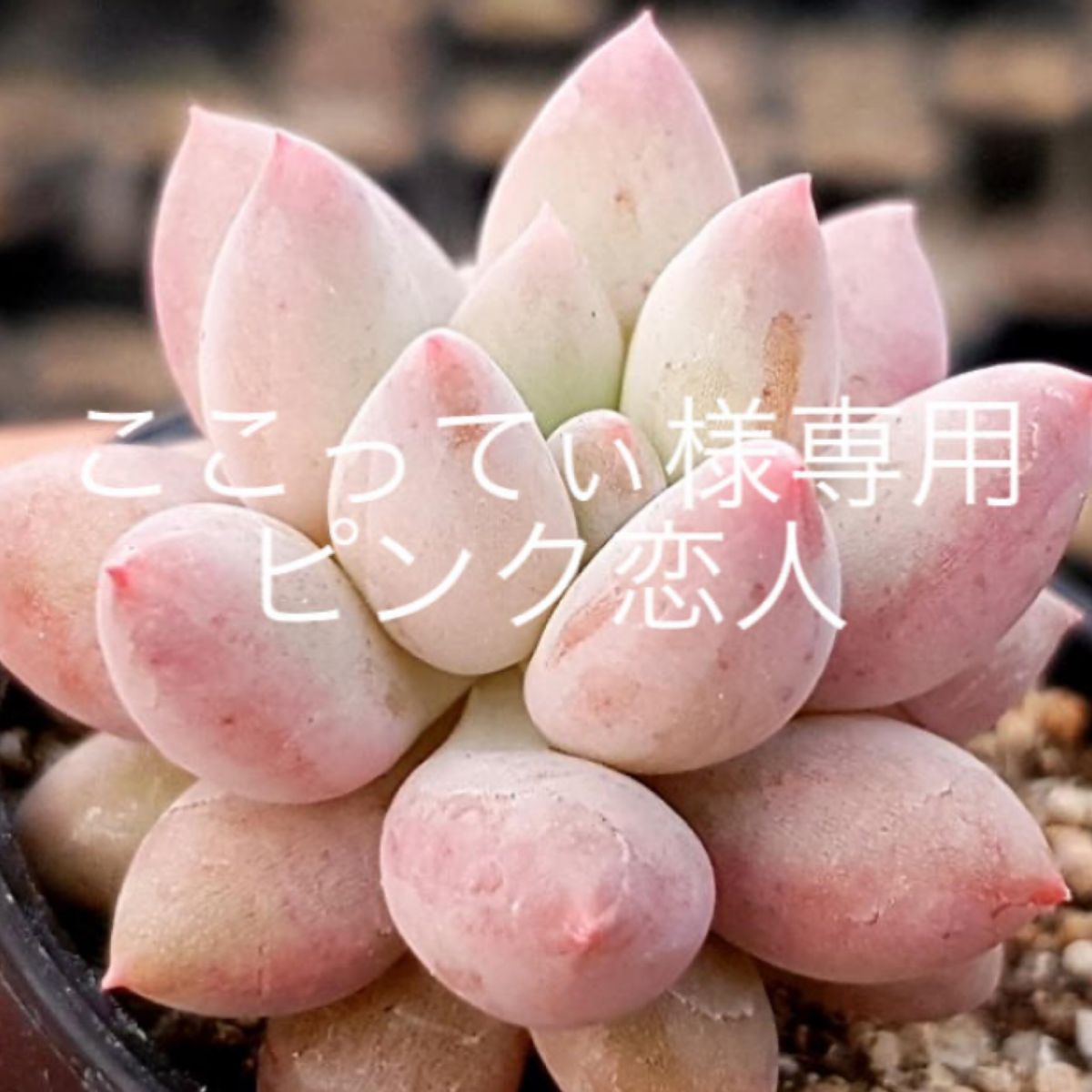 多肉植物韓国苗の新品種ピンク恋人は⁉️バキフィツムの空美人｜園芸 