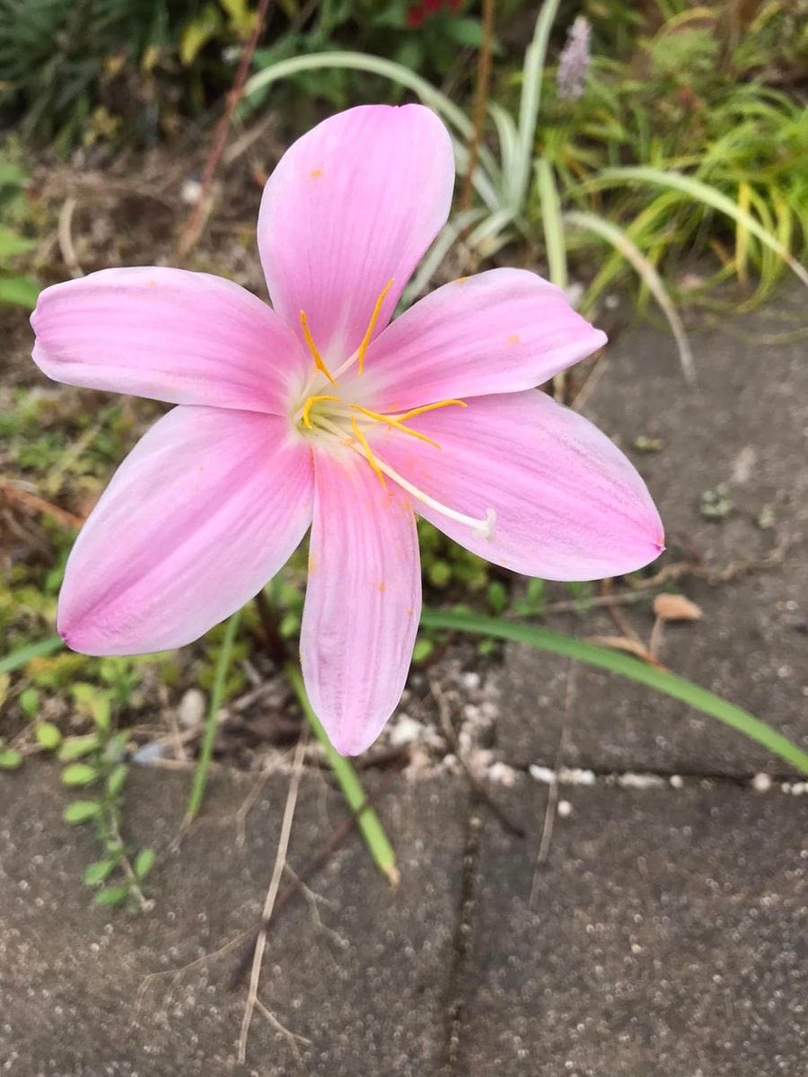 名前を教えてください 丈は２０ ３０cmくらい 開花した花は 園芸相談q A みんなの趣味の園芸