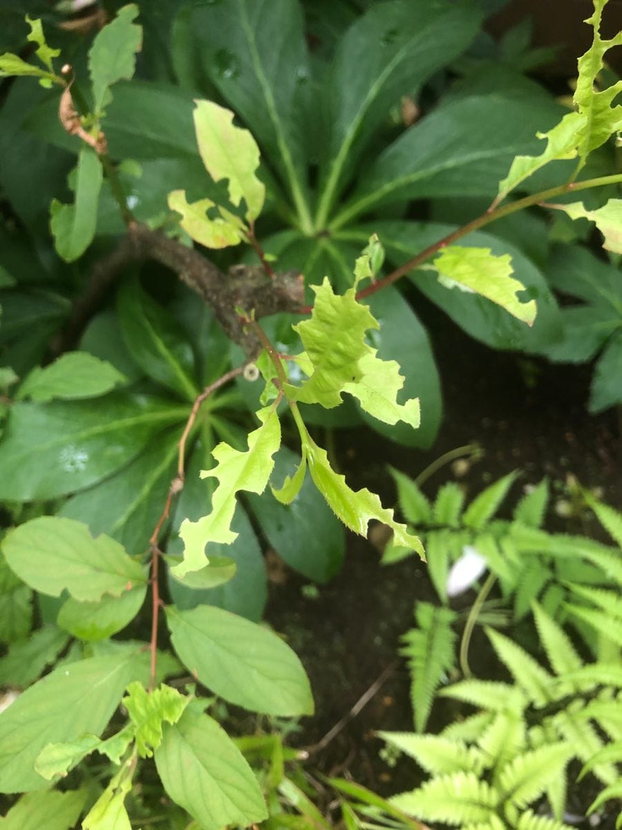 2つの葉っぱ こんな状態です 紫陽花の葉と 名前がわからな 園芸相談q A みんなの趣味の園芸