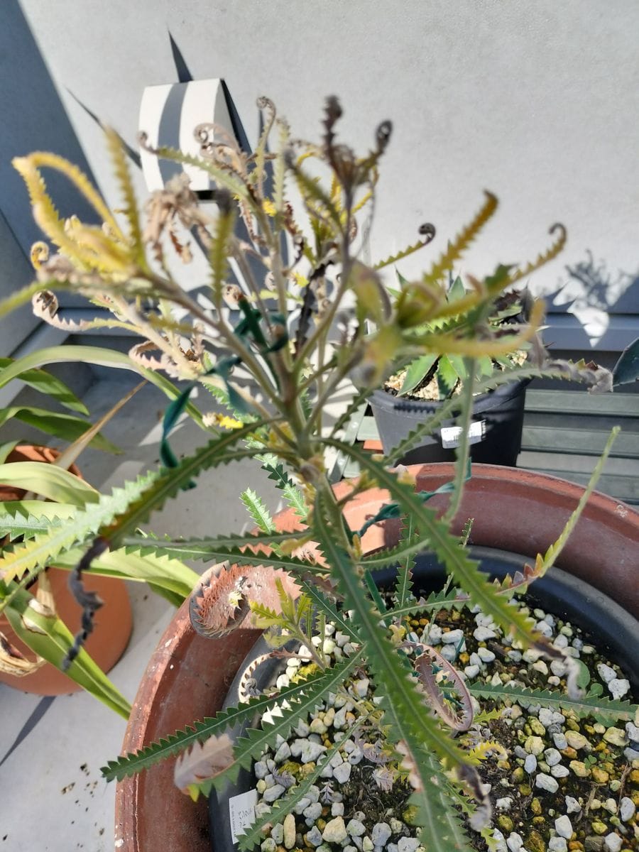 大苗 ヘアピンバンクシアスピヌロサ ポット鉢植え ワイルドフラワー