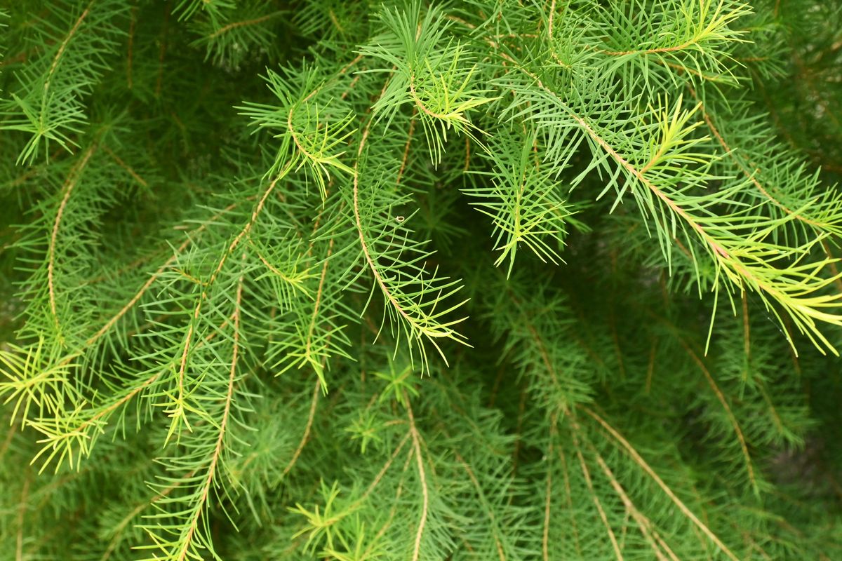 これは針葉樹だと思うのですがこの木の名前を教えてください。約...