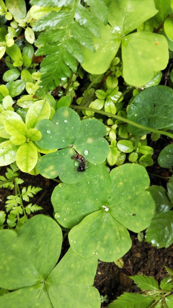 カタバミにいた毛虫ですが、何でしょうか。
ドクガ系かと思った...