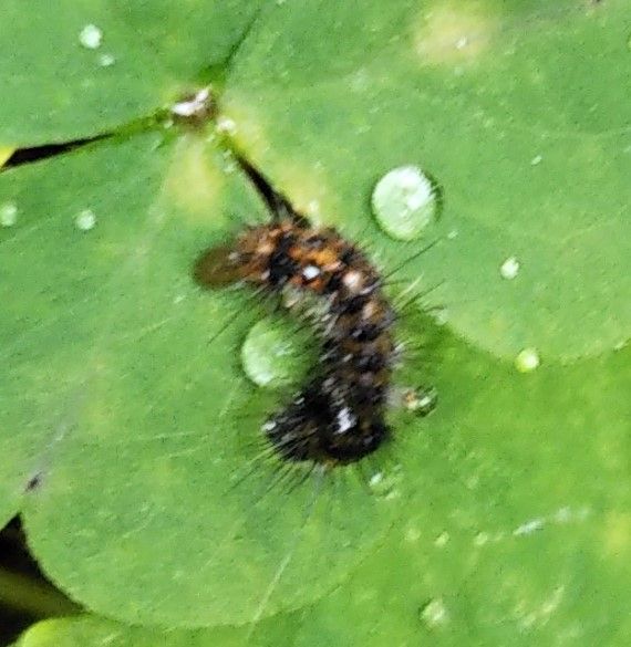 カタバミにいた毛虫ですが、何でしょうか。
ドクガ系かと思った...