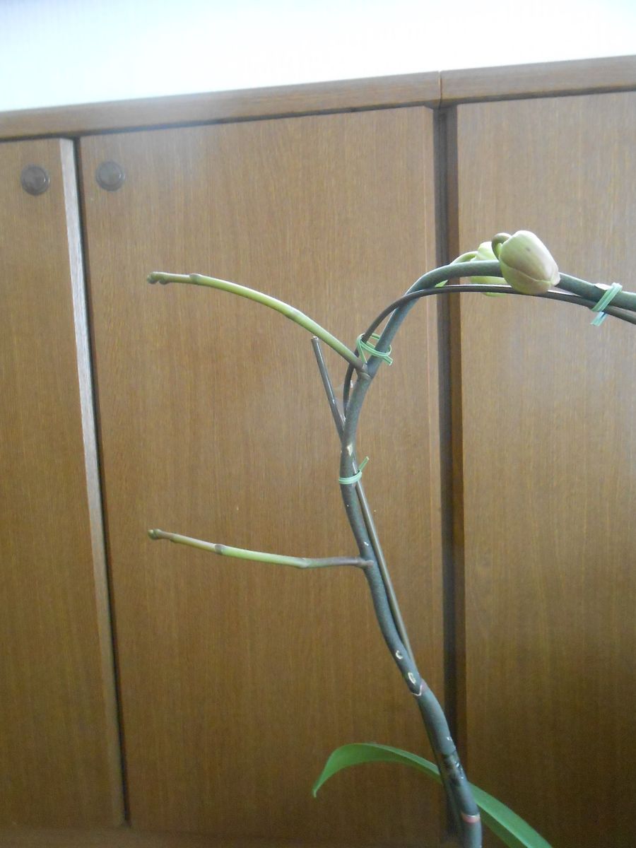 胡蝶蘭を育てています。普通は花芽は１本なのですが、今年は花芽...