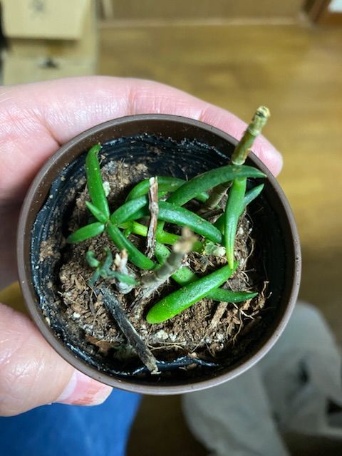 本日ダイソーにてミニ観葉植物を数点購入したのですが
一点だけ...