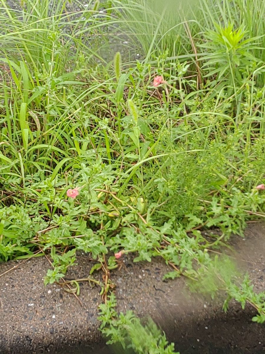 道路沿いにはえていた、花の名前を教えてください。
ヒナゲシの...