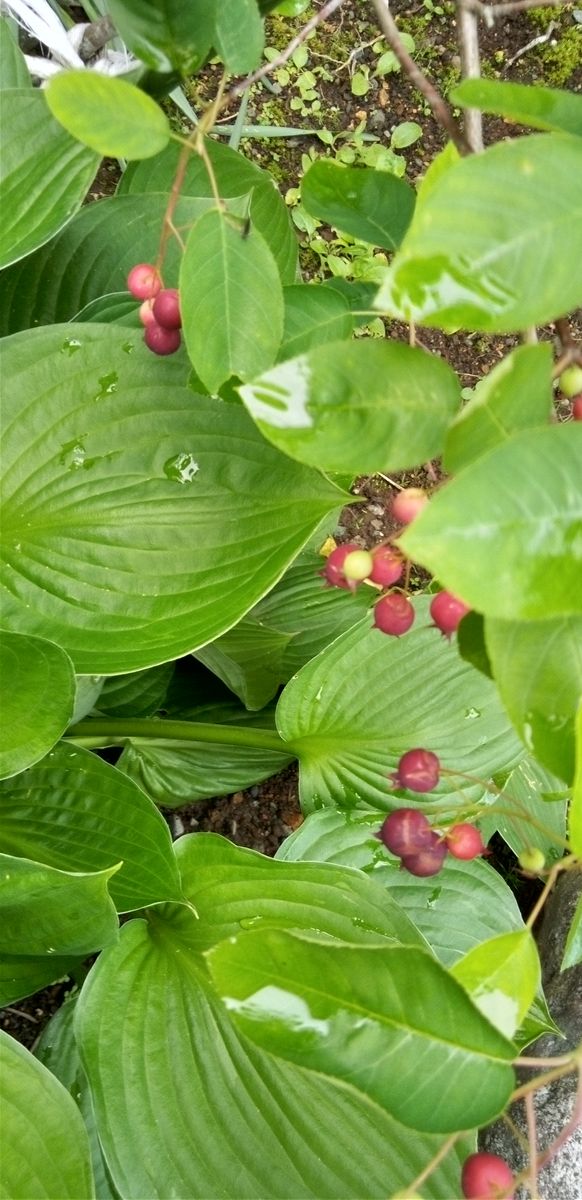 この赤い実の植物の名前を教えて下さい。