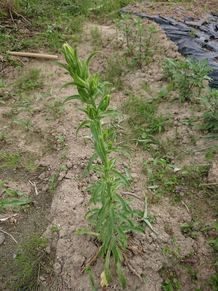 母が妹から2年前に苗をもらって育てているのすがなかなか花が咲...