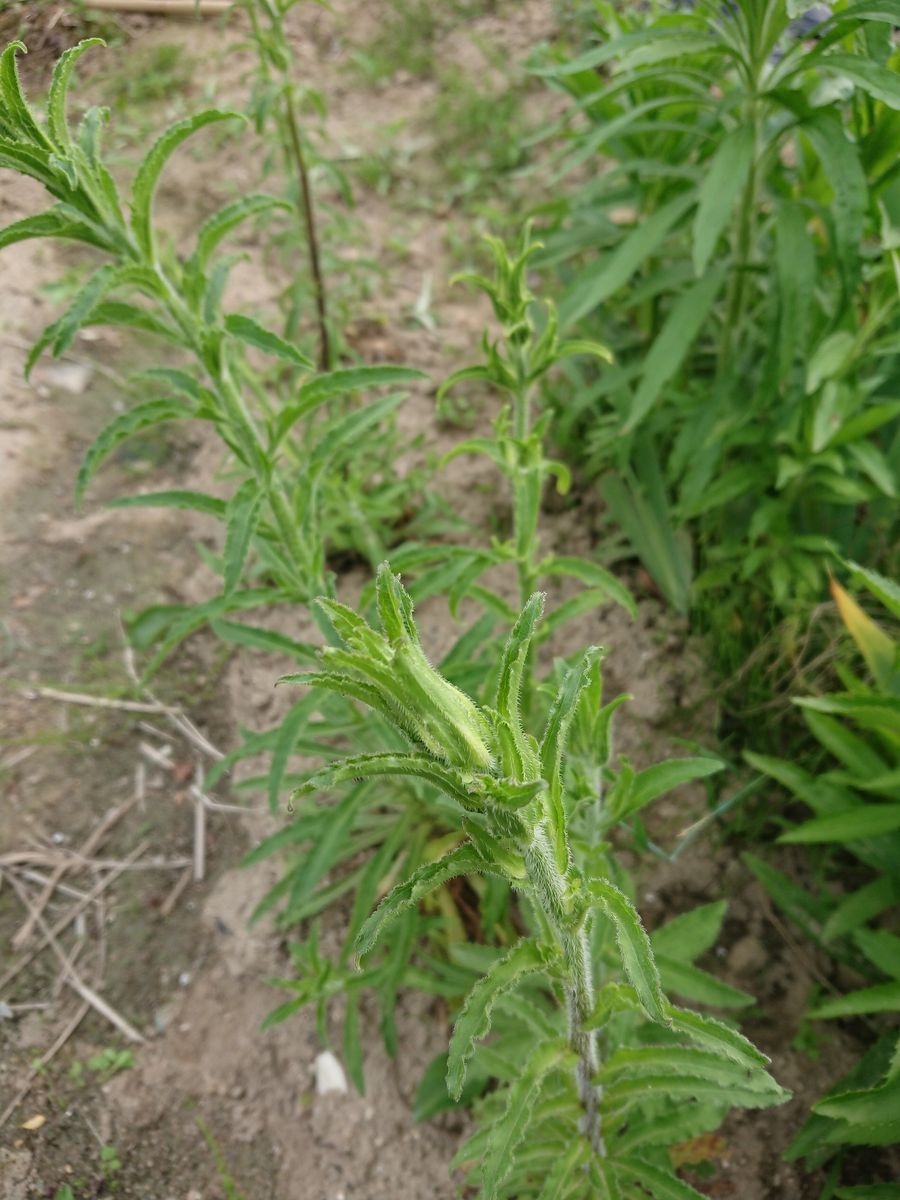 母が妹から2年前に苗をもらって育てているのすがなかなか花が咲...