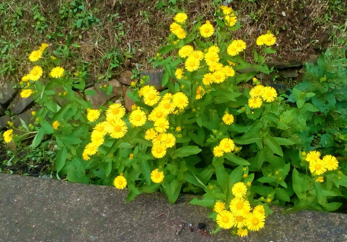 池の近くの土手際に咲いていた黄色い花 この可愛らしい花の名 園芸相談q A みんなの趣味の園芸
