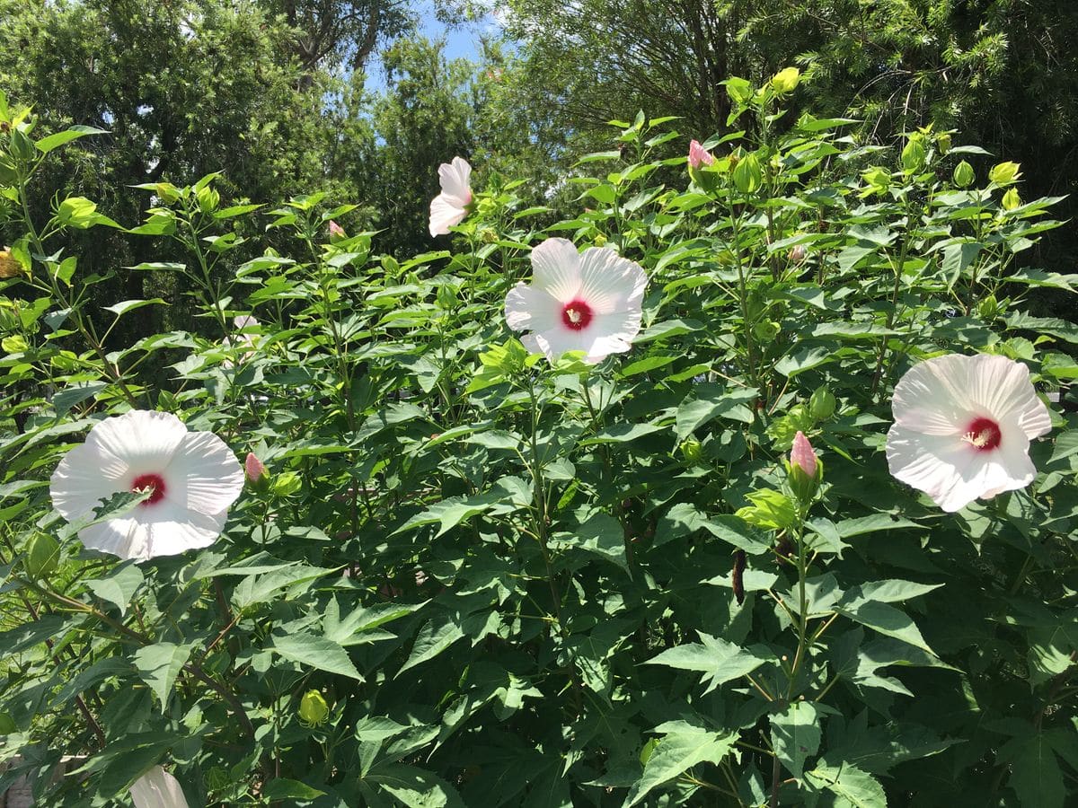 この花の名前を教えて下さい
近くの公園に咲いていました
8月...