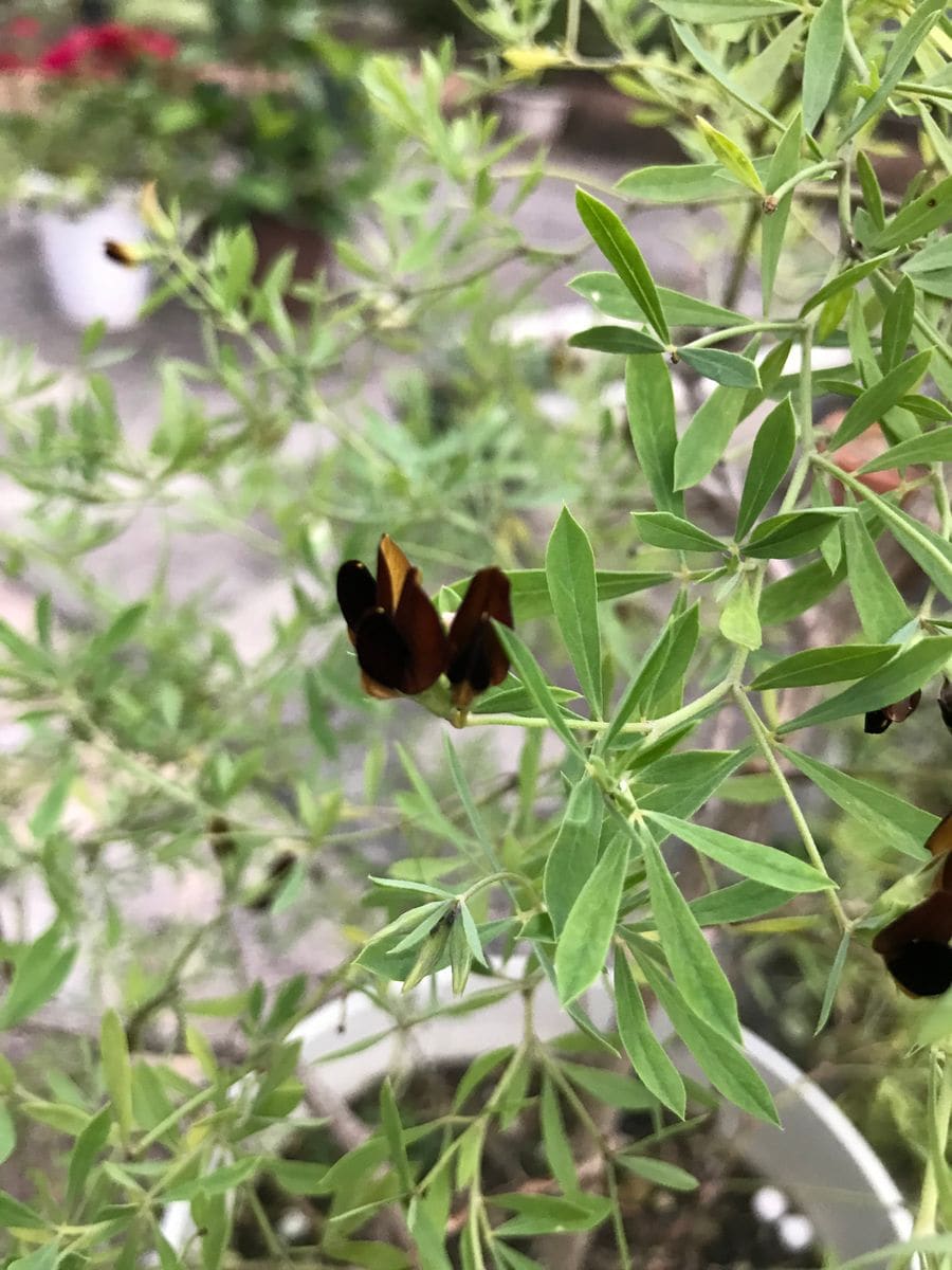 写真の花の名前が分かりません。タグを無くしてしまいました。知...