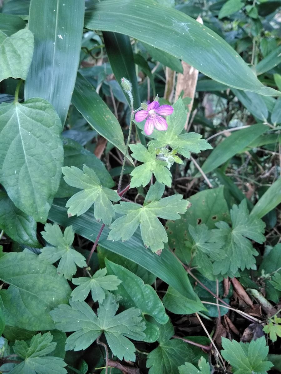 近所の山を散策したときに見つけた花ですが、名前を教えていただ...