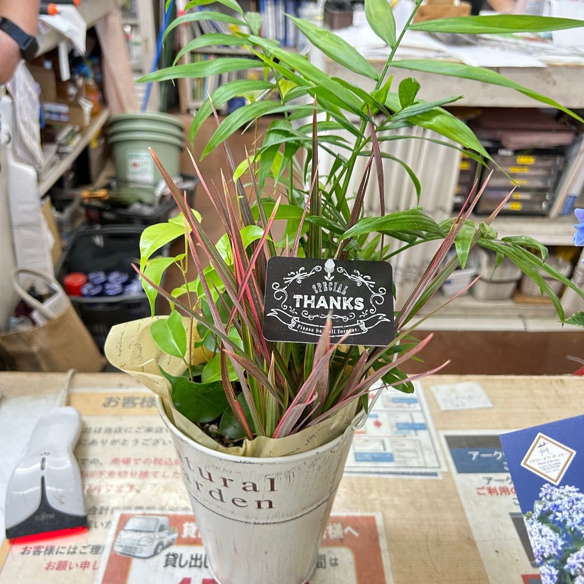 こちらの育て方をしらべたいので
観葉植物それぞれの名前を教え...