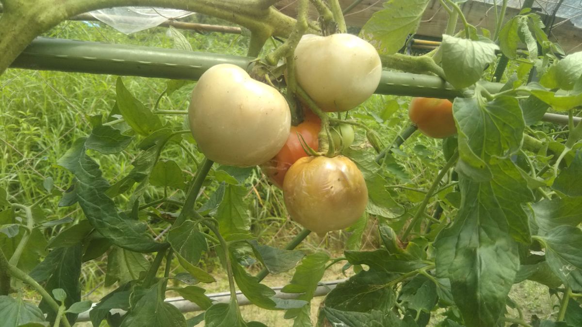 毎年梅雨が明けてから夏の間トマトがほとんど腐ってしまいます。...