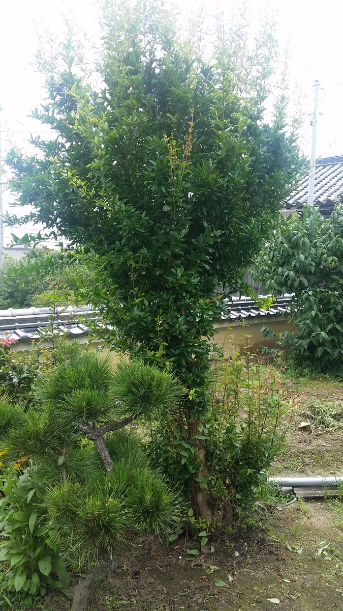 植えて10年以上経つザクロの木です 大きな甘い実が成る 園芸相談q A みんなの趣味の園芸