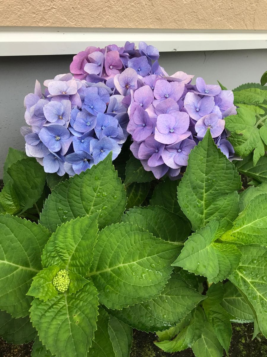 北海道住みなのですが
紫陽花が満開の時期を過ぎ
少し色がかす...