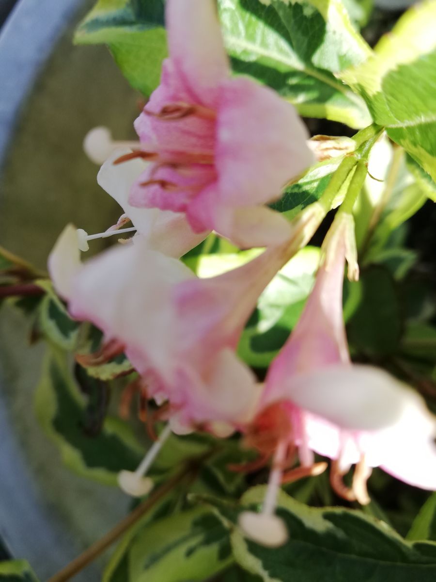 山梨県都留市でみかけました。花の名前を教えてください。よろし...