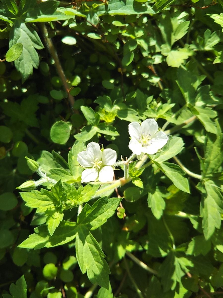 今朝 ヨモギと思っていた葉っぱに白い花が咲いていました 園芸相談q A みんなの趣味の園芸