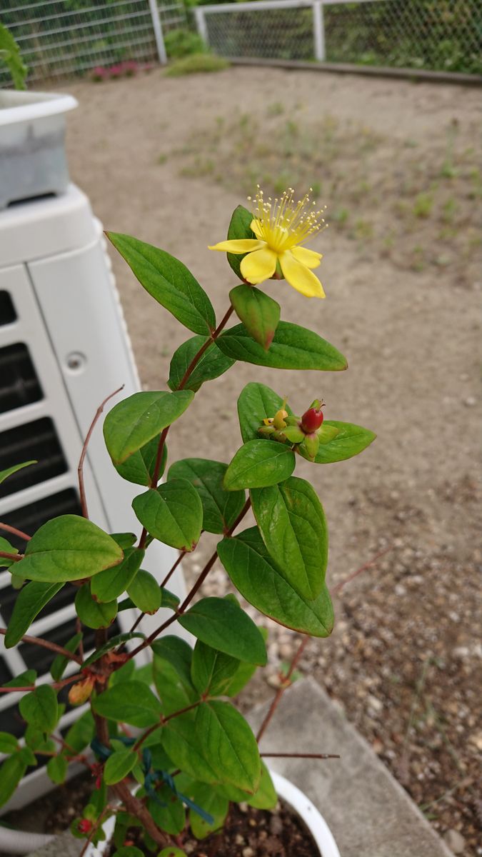 母に貰ったのですが、名前がわかりません。
黄色い花の後、赤い...