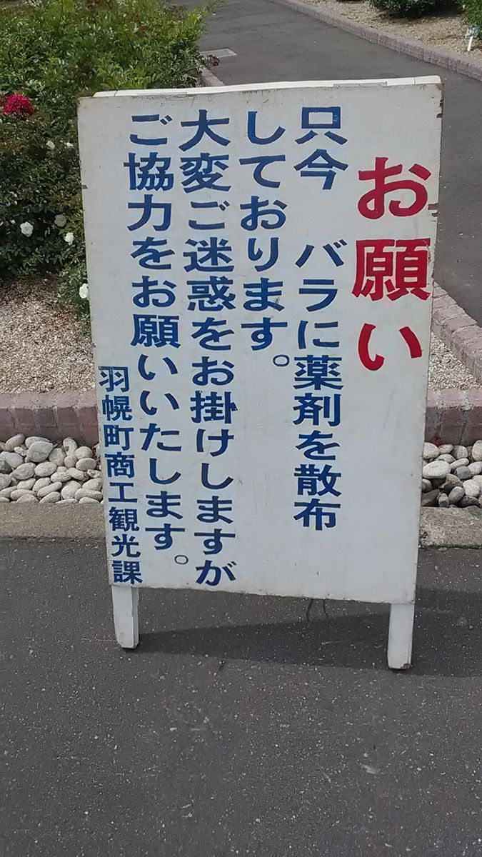  行って来ました　羽幌のバラ園　公園管理の方には会えませんで...