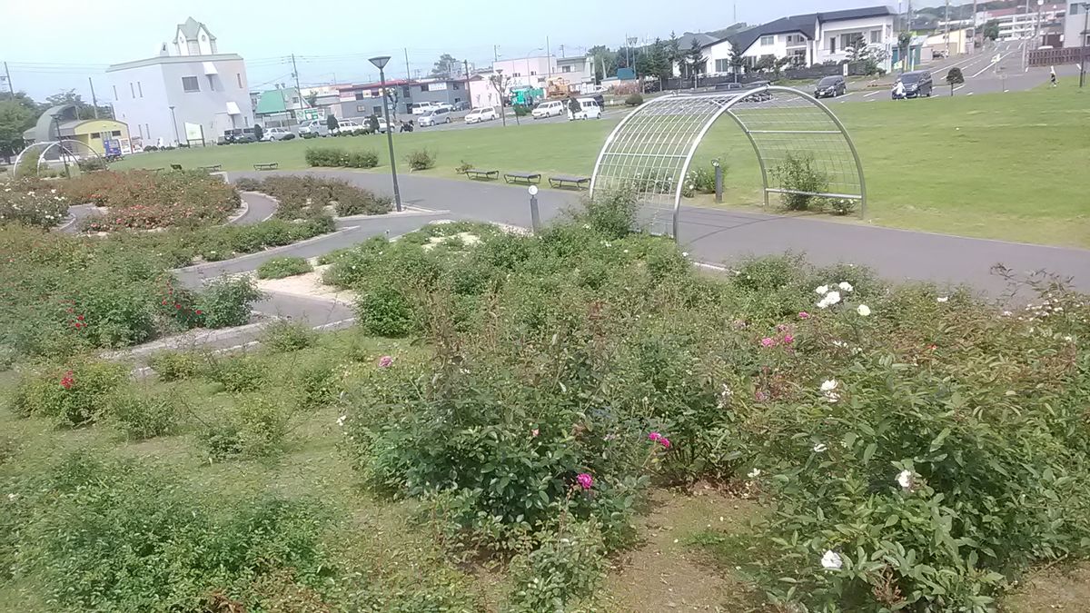  行って来ました　羽幌のバラ園　公園管理の方には会えませんで...