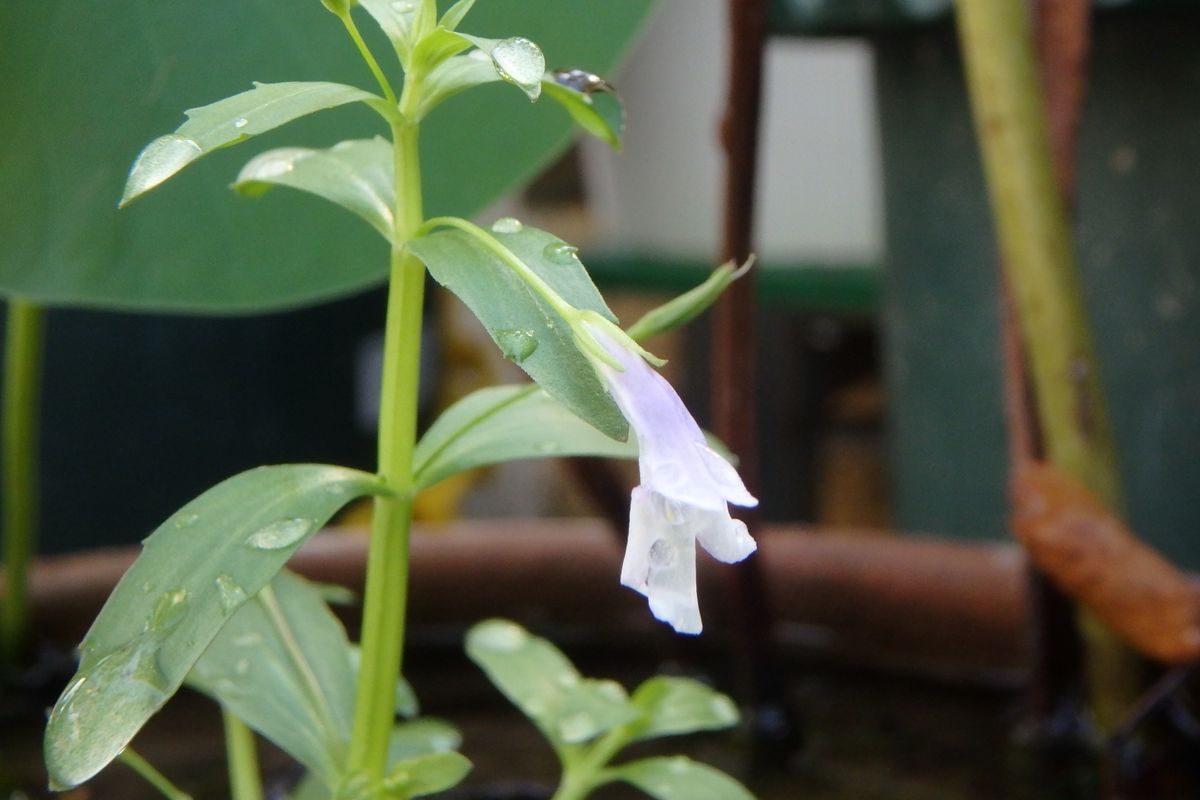 蓮の鉢から、サルビア系のようなお花が咲き出しました。白に薄っ...