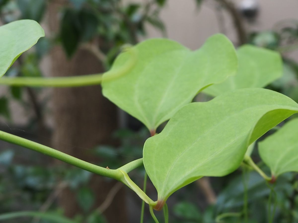 何時もお世話になってます
また、この草？の名前を教えてくださ...