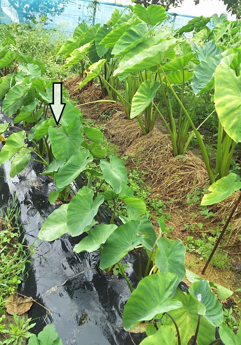 里芋類についてお尋ねします。土垂と唐芋を植えて、6月下旬芽欠...