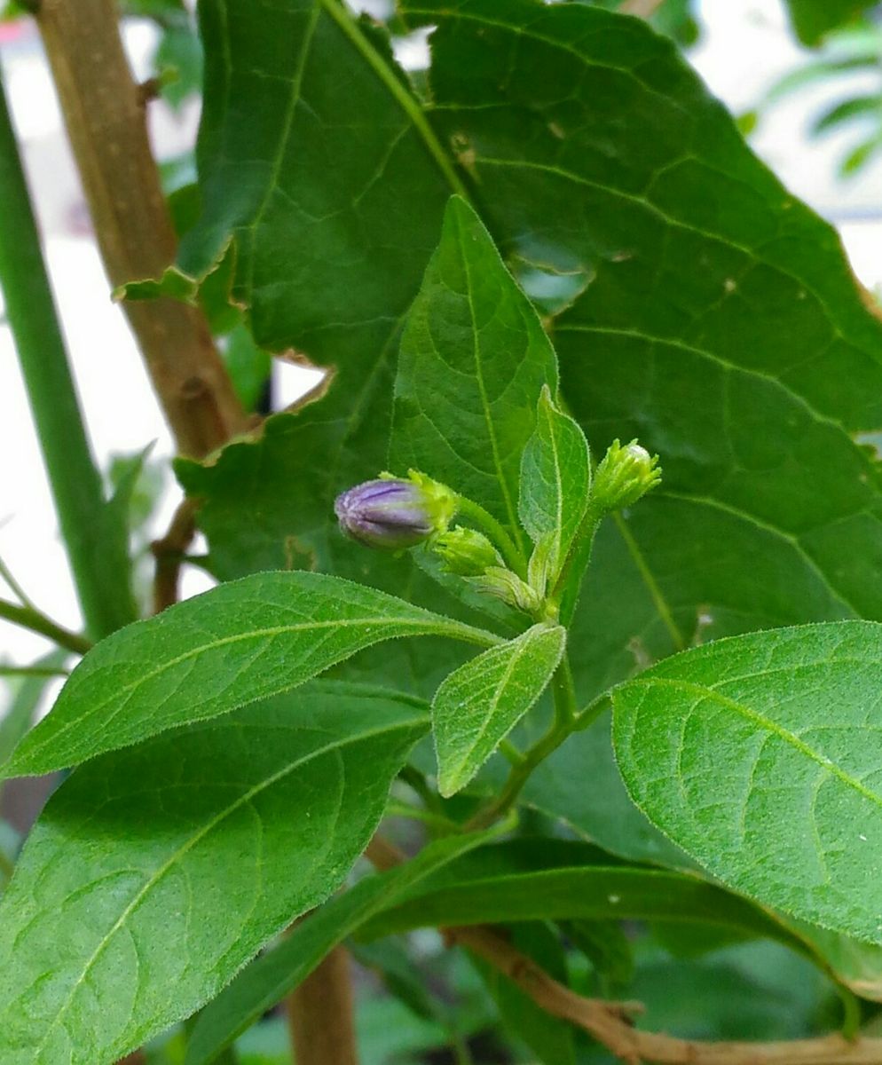 昨年　10センチ高さ程の挿し木苗を頂き、初めて開花しました。...