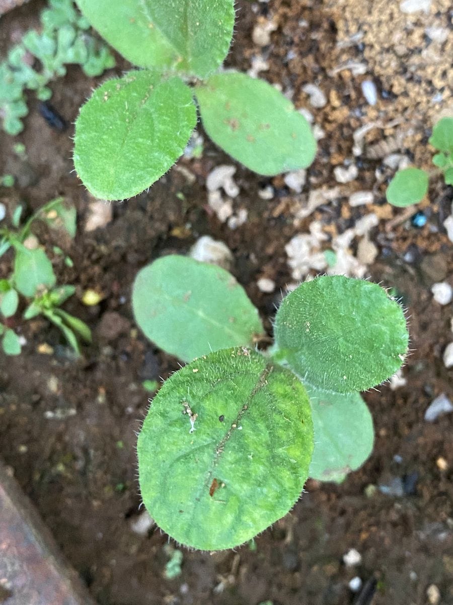 この芽の名前を、教えてください。
今年、ポリジを近くに植えて...