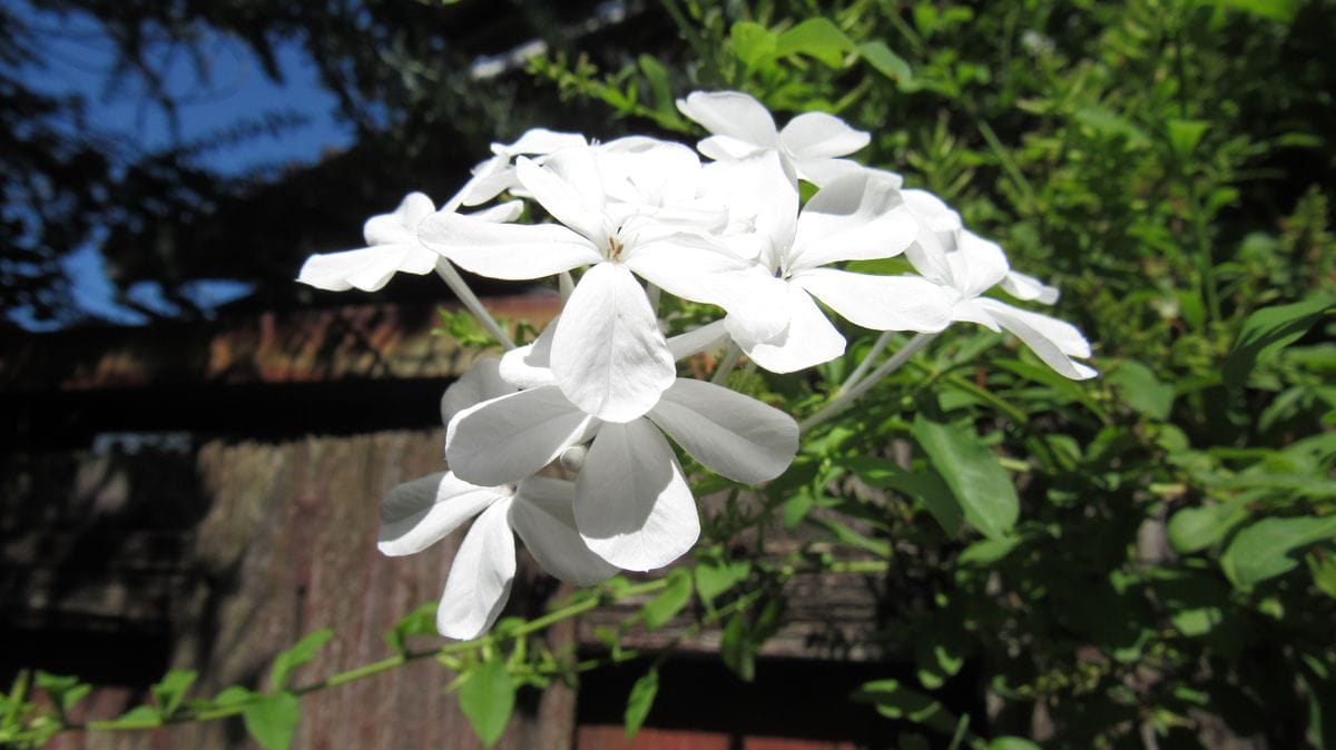 散歩中に塀の上から覗いていた白い花
てっきり木の花とばかり思...