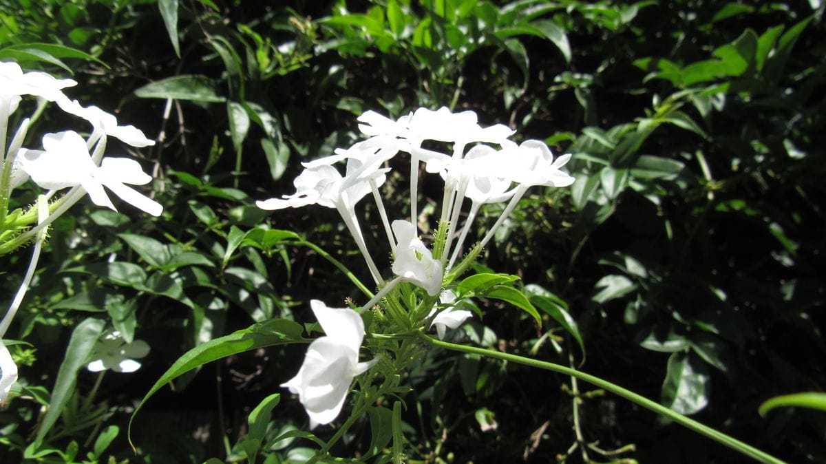 散歩中に塀の上から覗いていた白い花
てっきり木の花とばかり思...