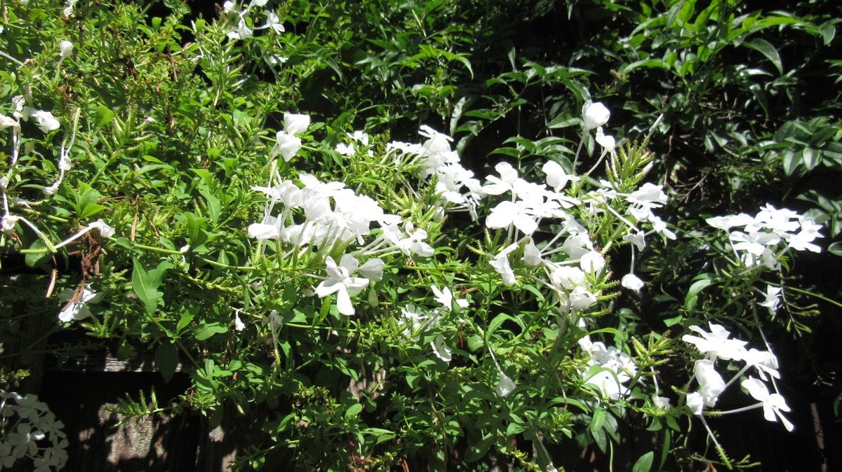 散歩中に塀の上から覗いていた白い花
てっきり木の花とばかり思...