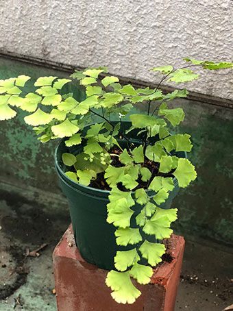 この植物の名前を教えてください。高さ10センチほど。茎は硬く...