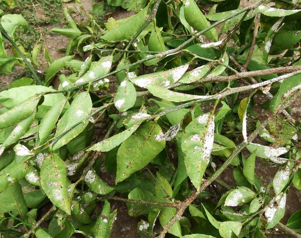 害虫（と思う）の名前および駆除方法教えて下さい。
苗を植えて...