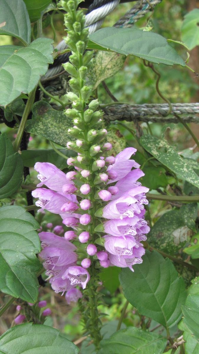 散歩中見つけた花
今は荒れ地ですが以前には花壇だったような感...