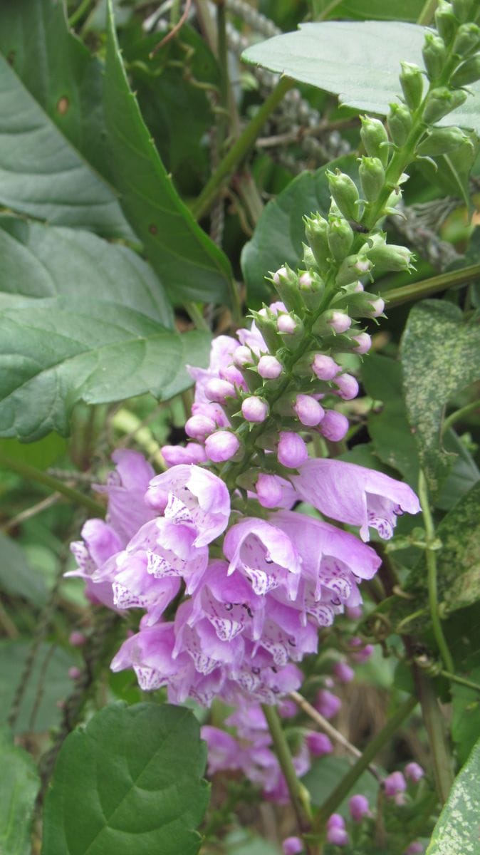 散歩中見つけた花
今は荒れ地ですが以前には花壇だったような感...