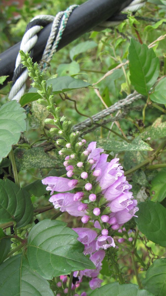 散歩中見つけた花
今は荒れ地ですが以前には花壇だったような感...