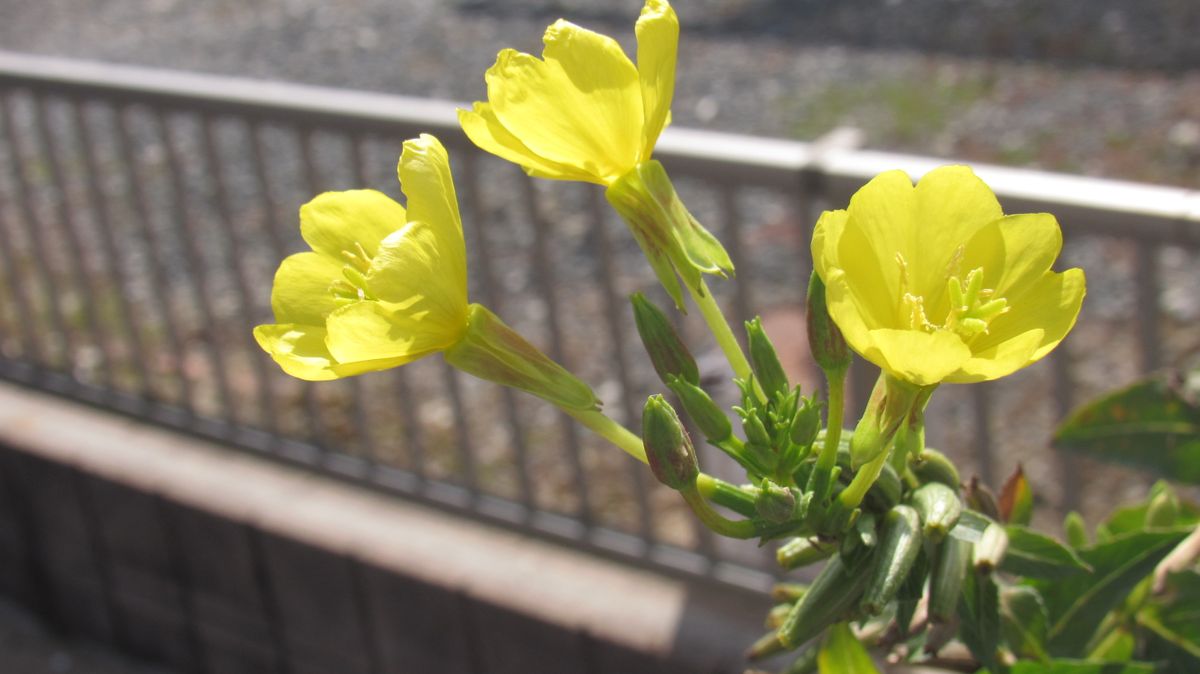 散歩中見つけた黄色い花
花屋さんの庭だから珍しい花でしょうか...