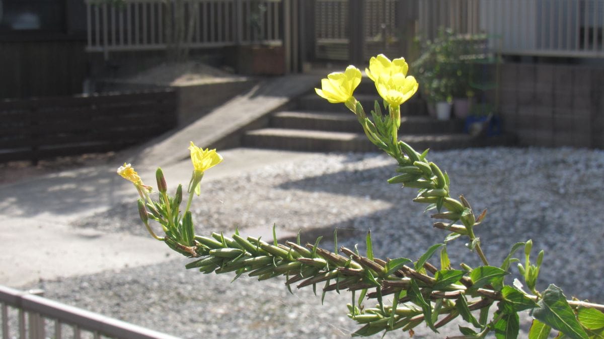 散歩中見つけた黄色い花
花屋さんの庭だから珍しい花でしょうか...