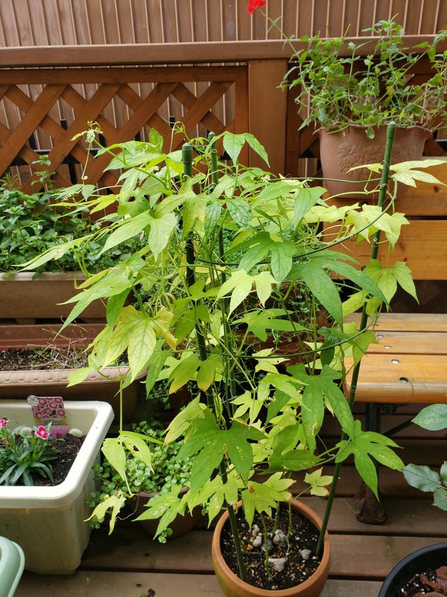 素敵な 観葉植物 オキナワスズメウリ ３号 １ポット 家庭菜園