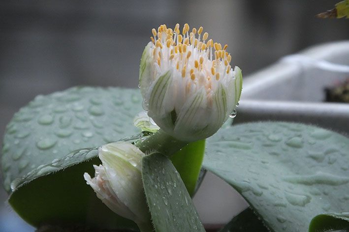 多肉植物だと思いますが、花の名前と植物の名前がわかりません。...