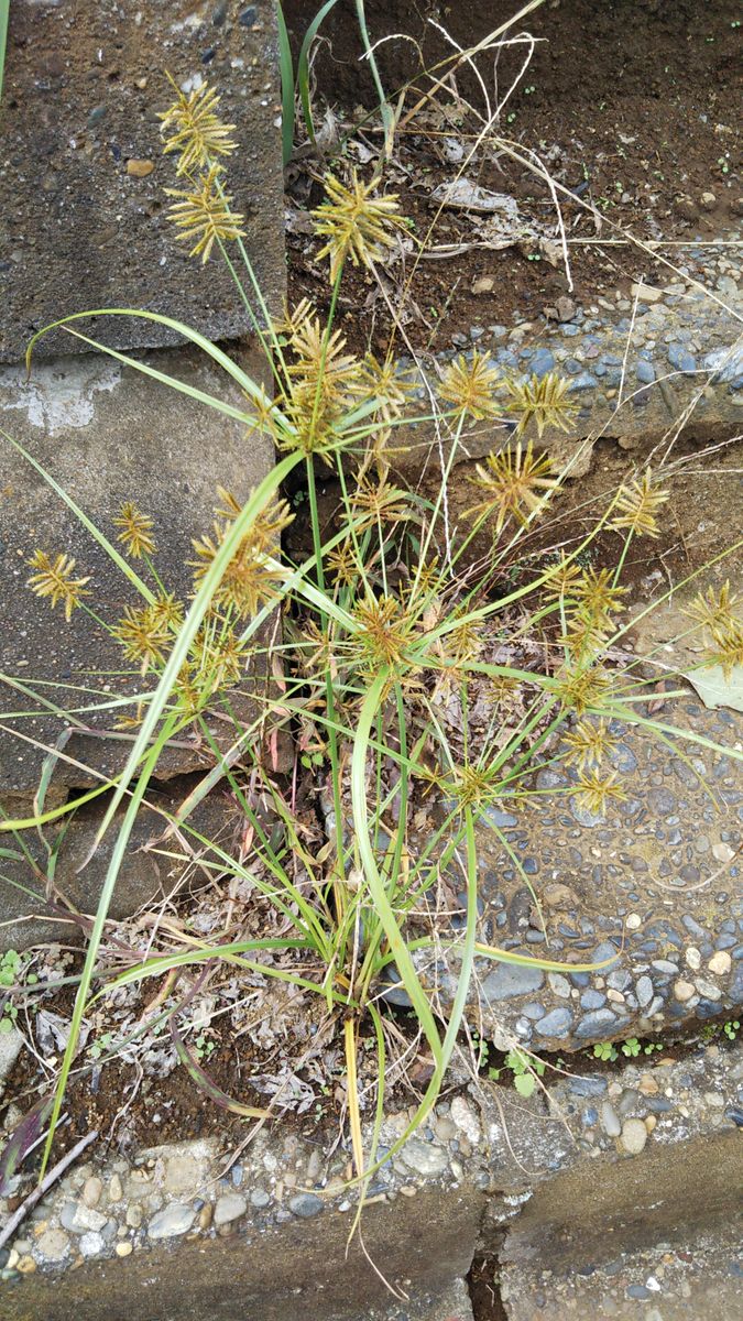 道端に生えていたので雑草かもしれませんが、何でしょう。
綺麗...