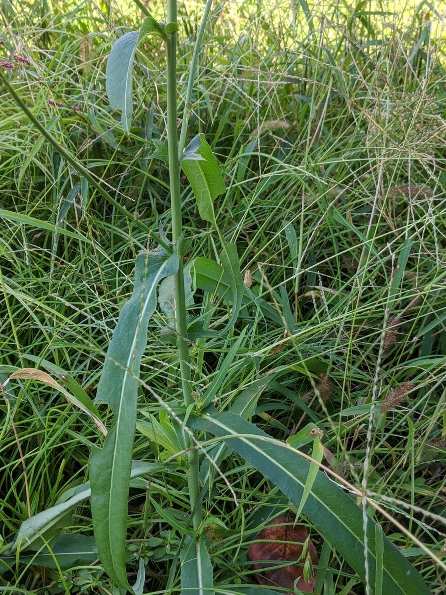 散歩道に、タンポポのような、菊の仲間のような黄色の花を見つけ...