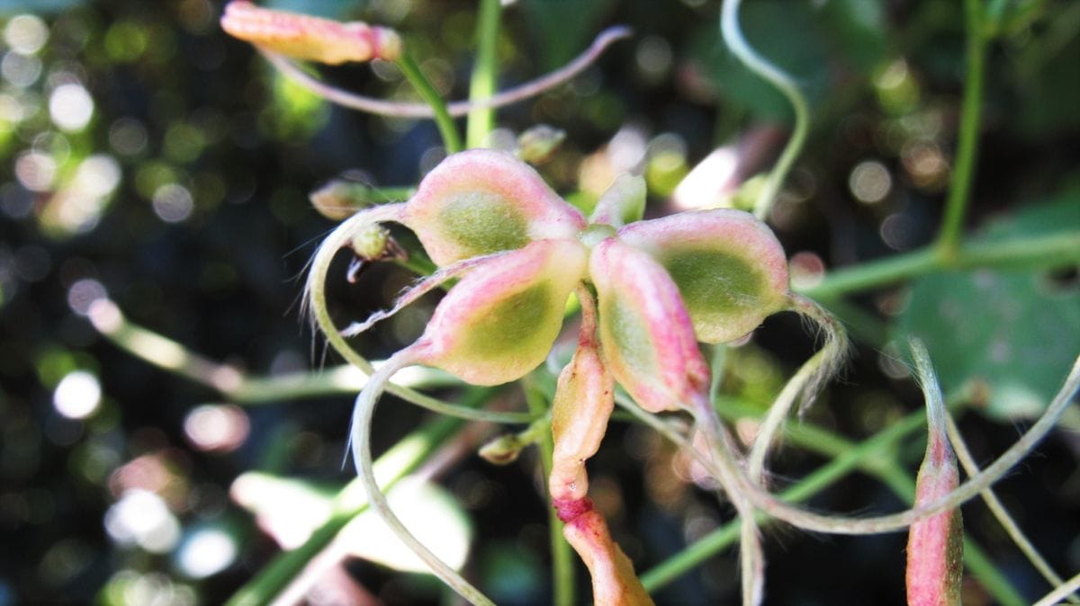 今朝の散歩で見つけたツルの花と種
センニンソウだったら嬉しい...