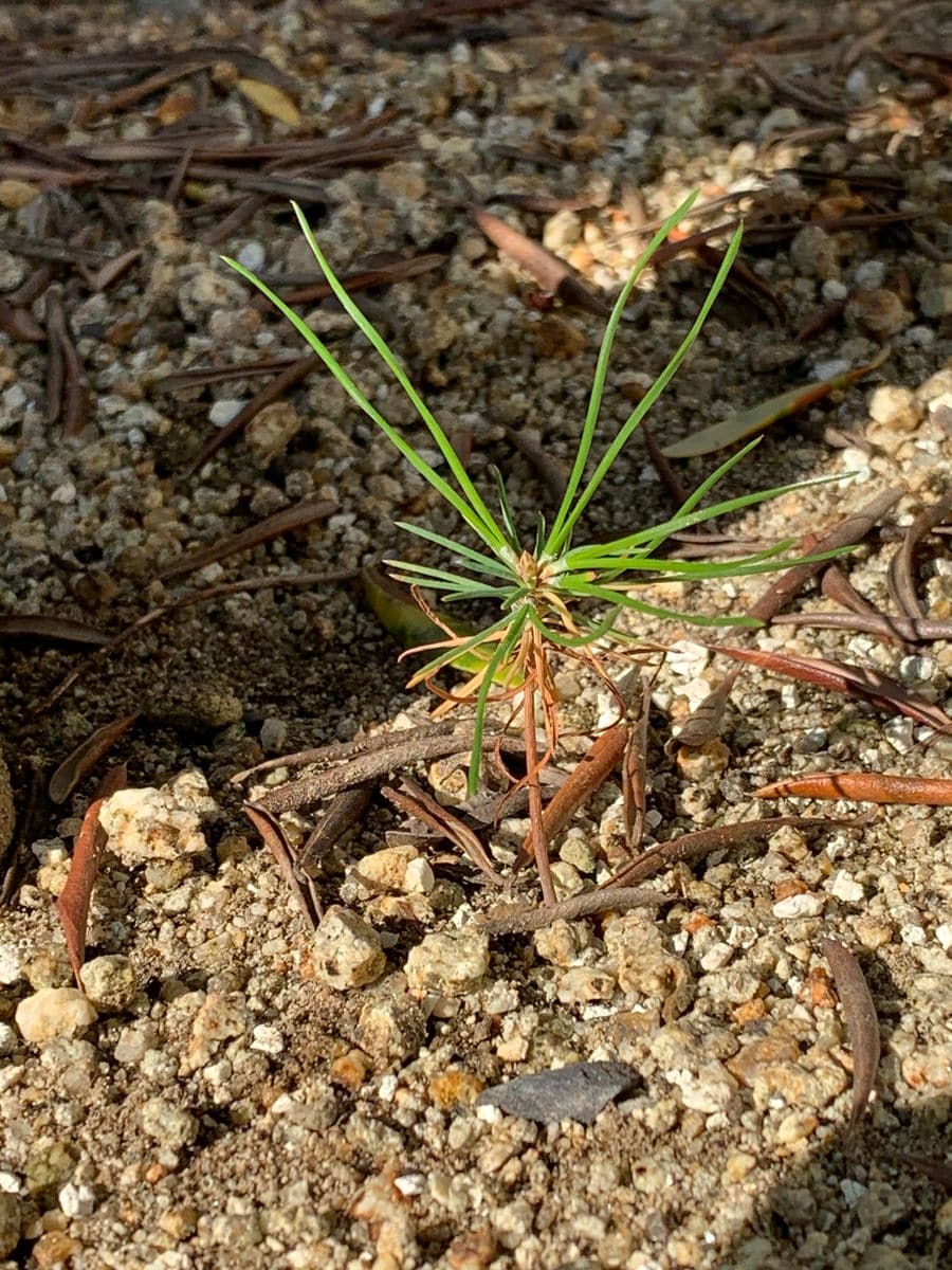 庭のオリーブの木の根元に　芽を出しました
雑草には見えないし...